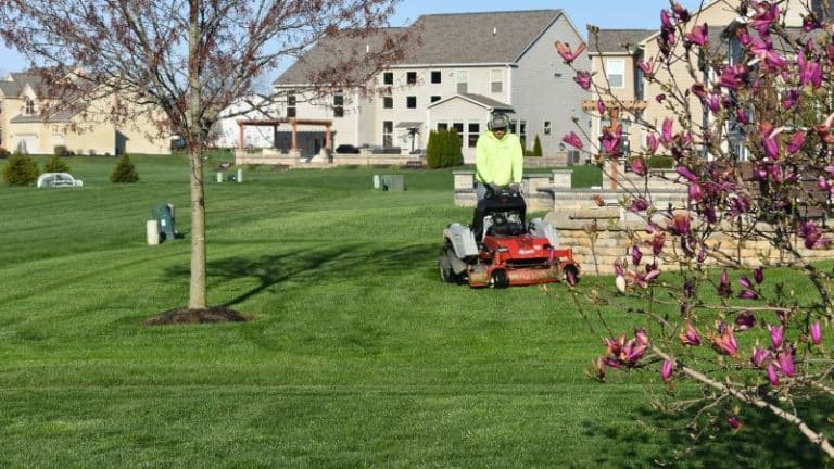 Give Your Lawn a Good Spring Cleanup